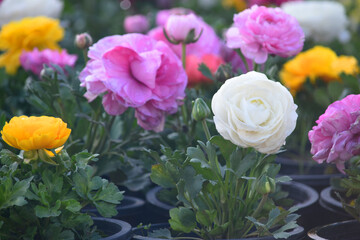 Beautiful white ranunculus flower growing in an outdoor flower garden. ranunculus flower closeup, white blooming flower