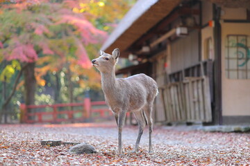 奈良公園の紅葉とメス鹿