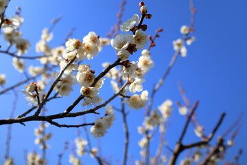 春、満開の梅の花