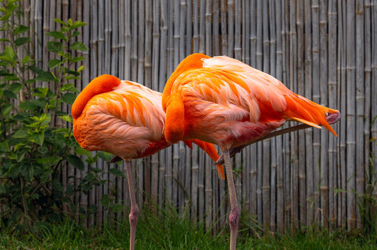 2024-01-19 TWO FLAMINGOS STANDING ON ONE LEG HEAD TUCKED INTO THIER BODIES IN A BRIGHT ORANGE TINT AGAISNT A BAMBOO BACKGROUND