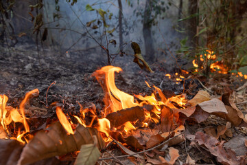 Bushfires in tropical forest release carbon dioxide (CO2) emissions and other greenhouse gases (GHG) that contribute to climate change.