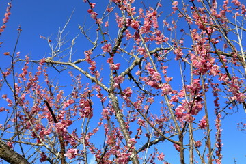 満開の梅の木