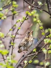 A fieldfare chick, Turdus pilaris, has left the nest and is sitting on a branch. A chick of...