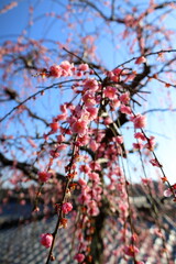 春　梅の花　梅の木