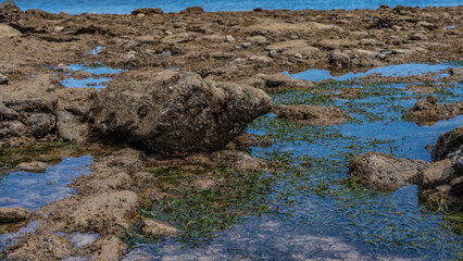 The low tide in the ocean. The rocky seabed was exposed. Green algae are visible in the pools of...