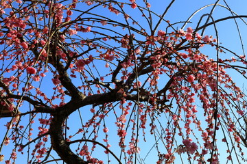 春　梅の花　梅の木