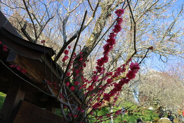 春　梅の花　梅の木