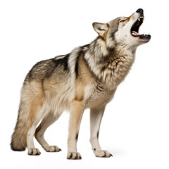 canadian wolf isolated on white background - obrazy, fototapety, plakaty