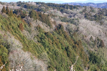 Fototapeta na wymiar 渓谷から眺める春の木々が茂る風景
