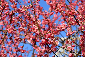 春　梅の花　梅の木