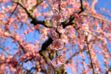 春　梅の花　梅の木