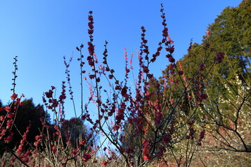 春　梅の花　梅の木