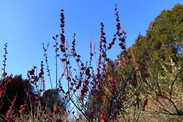春　梅の花　梅の木