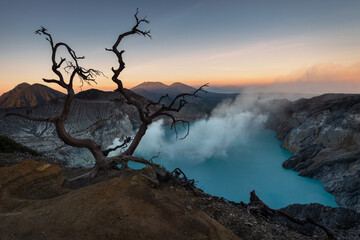 Acidic lake view with a tree in the foreground in the crater of Ijen volcano in Java, Indonesia, at colorful sunrise