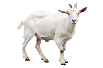 Naklejka na ściany i meble A portrait of a goat in a studio setting, isolated on a white background