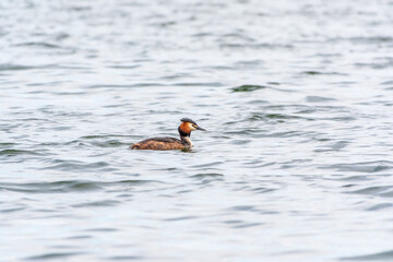 The waterfowl bird Great Crested Grebe swimming in the calm lake