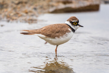 Little ringed plover (Charadrius dubius), bird standing on the lake shore