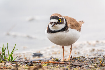 Little ringed plover (Charadrius dubius), bird standing on the lake shore