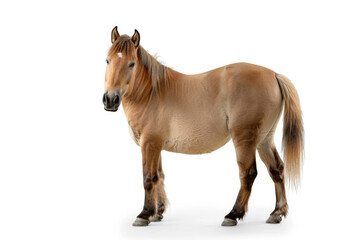 A portrait of a Przewalski's horse in a studio setting, isolated on a white background