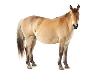 Obraz na płótnie Canvas A portrait of a Przewalski's horse in a studio setting, isolated on a white background