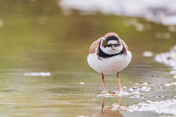 Little ringed plover (Charadrius dubius), bird standing on the lake shore