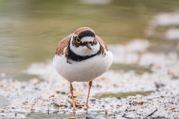 Little ringed plover (Charadrius dubius), bird standing on the lake shore
