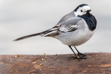 Wagtail sits on the ground with a beautiful blurred background.
