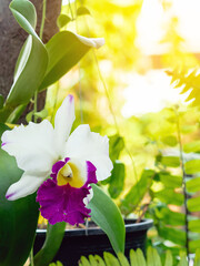 Close up to Cattleya trianae, also known as Flor de Mayo or Christmas orchid. Beautiful white...
