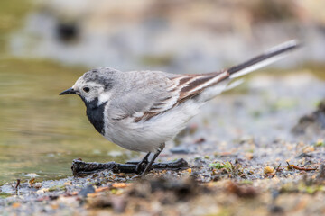 Wagtail sits on the ground with a beautiful blurred background.