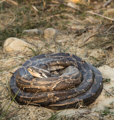 Coiled rock python in Chitwan National Park