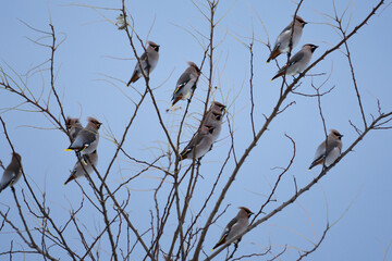 冬枯れの木にキレンジャクの群れ