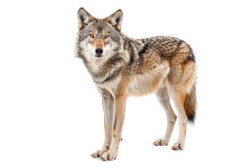 Fototapeta premium A portrait of a Tian Shan wolf in a studio setting, isolated on a white background