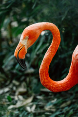 Fototapeta premium The elegant curve of a flamingo, its pink feathers vibrant against the green backdrop