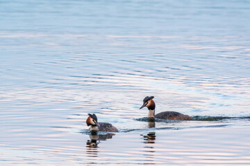 Two Great Crested Grebes swim in the lake