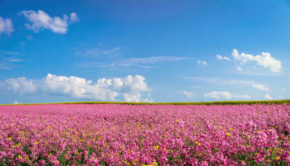 Yellow canola field and blue sky