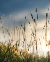 Fototapeta premium Sunset Serenity: Lush Green Grass Glowing in the Warm Evening Light - Tranquil Nature Photography for Online Content and Print Media