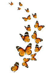 Set of orange butterflies on white background. - 761100201