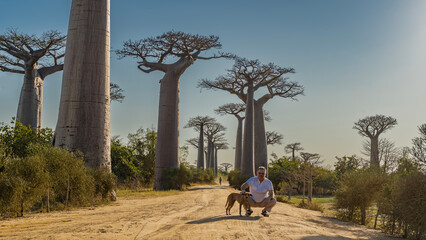 The famous baobab alley in the afternoon. Rows of tall trees with thick trunks and compact crowns...