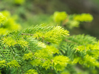 Closeup of fir branches with young buds. Spring nature concept. Fir branches with fresh shoots