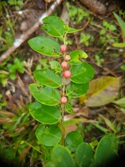 Talok fruit has different names such as karsen, karsem, kerukup siam, keres. This cherry-like fruit is known as kersen. The Dutch used to call it the Japanese kers. Harvest Day