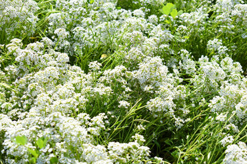 Sweet Alyssum or lobularia maritima, close-up image of tiny white flowers of Alyssum maritimum, common name sweet alyssum blooming in the garden