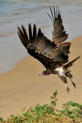 Vautour prenant son envol