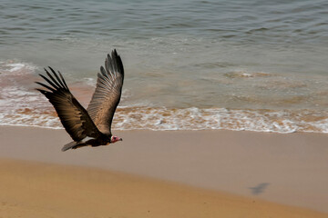 Vautour survolant une plage