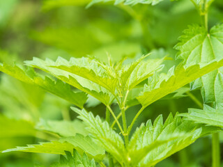 The nettle, Urtica dioica, with green leaves grows in natural thickets. Medicinal wild plant nettle. Nettle grass with fluffy green leaves.