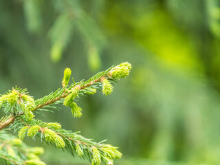 Closeup of fir branches with young buds. Spring nature concept. Fir branches with fresh shoots