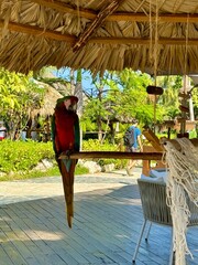 PArrot in paradise