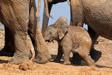 A cute baby African elephant (Loxodonta africana), Addo Elephant National Park, South Africa.