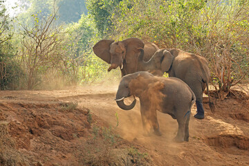 Large African bull elephants (Loxodonta africana) taking a dust bath, Kruger National Park, South Africa.