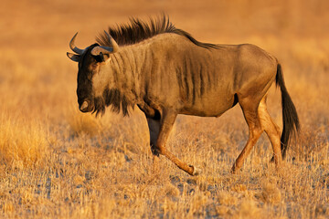 A blue wildebeest (Connochaetes taurinus) walking in late afternoon light, Kalahari desert, South Africa.