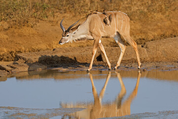 Young male kudu antelope (Tragelaphus strepsiceros) at a waterhole, Kruger National Park.
